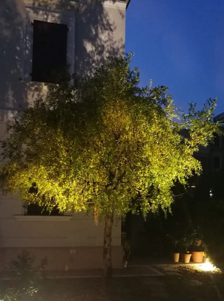 Come usare al meglio i Faretti per Illuminazione Alberi