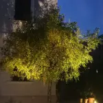 Come usare al meglio i Faretti per Illuminazione Alberi
